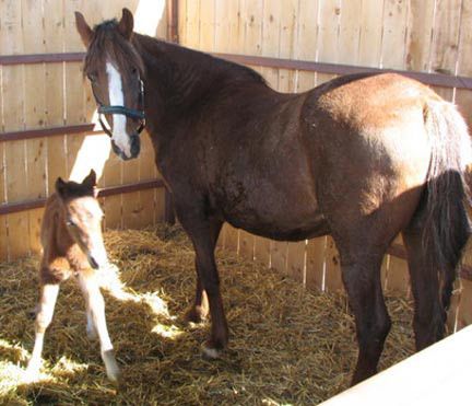 Born on  afrosty morning