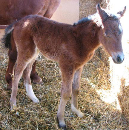 New colt